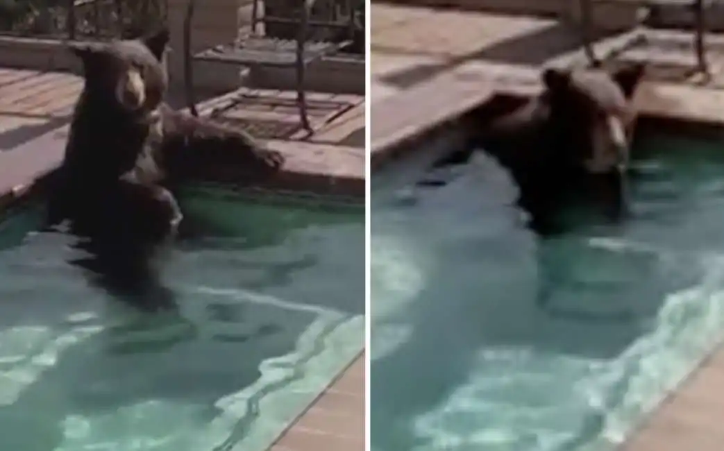 orso fa il bagno in una jacuzzi a burbank - california - 2 