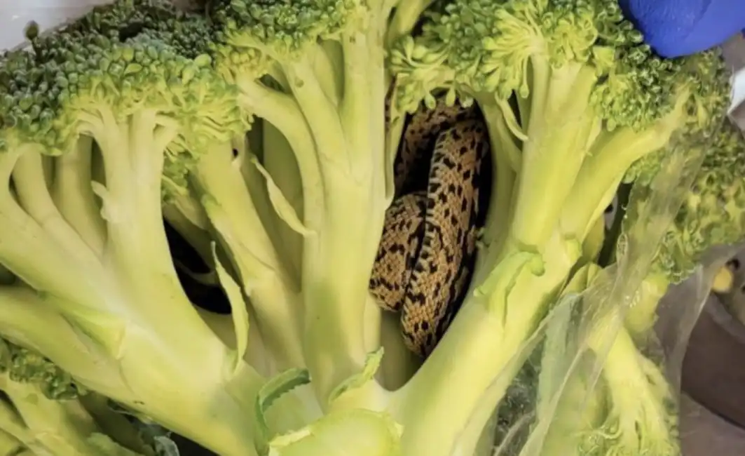 serpente nei broccoli in inghilterra