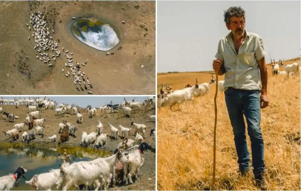 allevamento di capre a caltanissetta siccita in sicilia