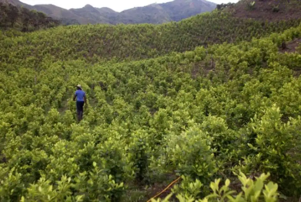 coltivazione di coca in colombia