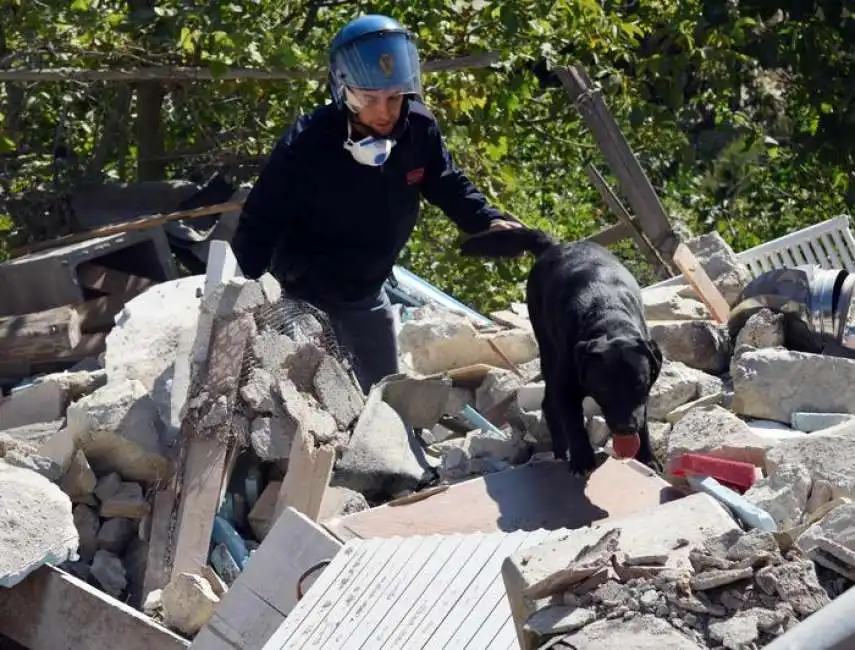 labrador amatrice