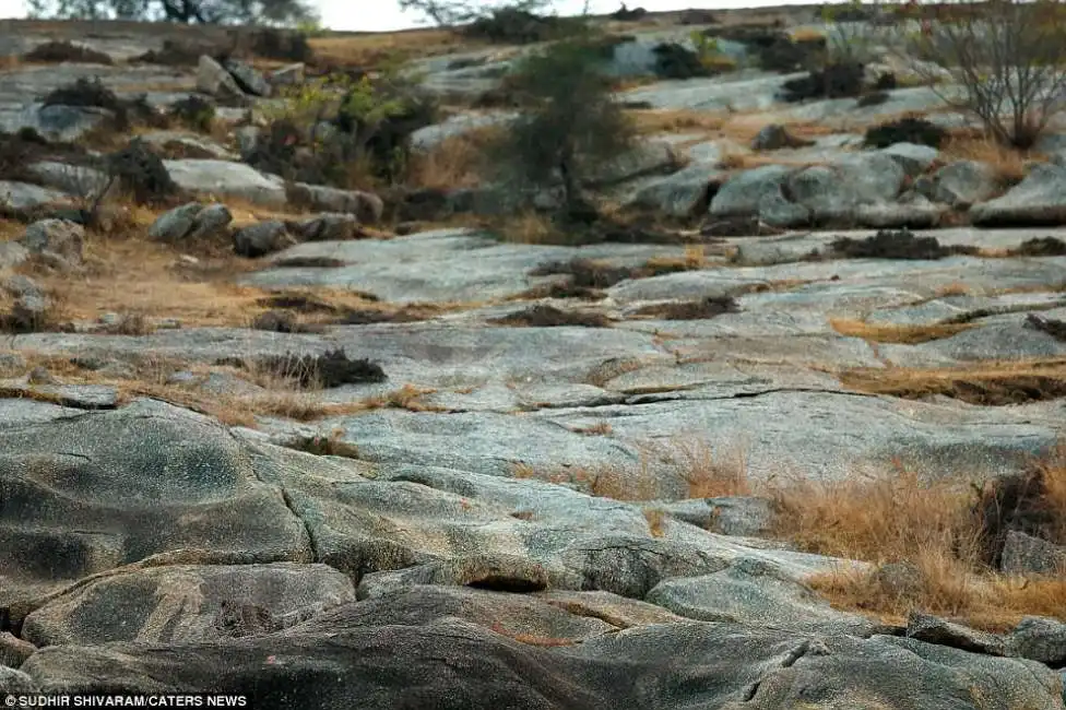 leopardo mimetizzato in rajastan