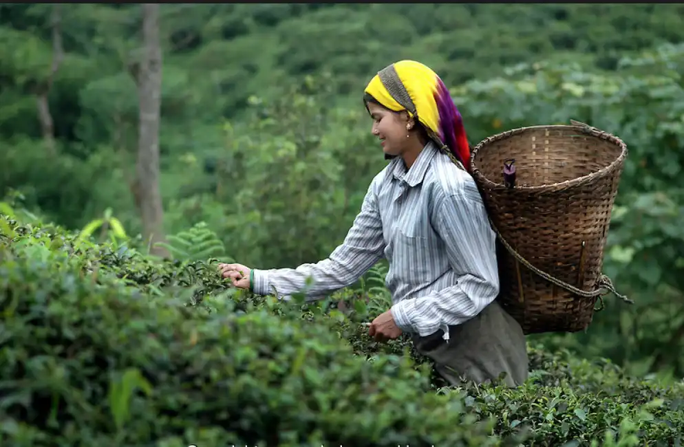 darjeeling te