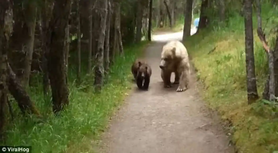 orsi in alaska