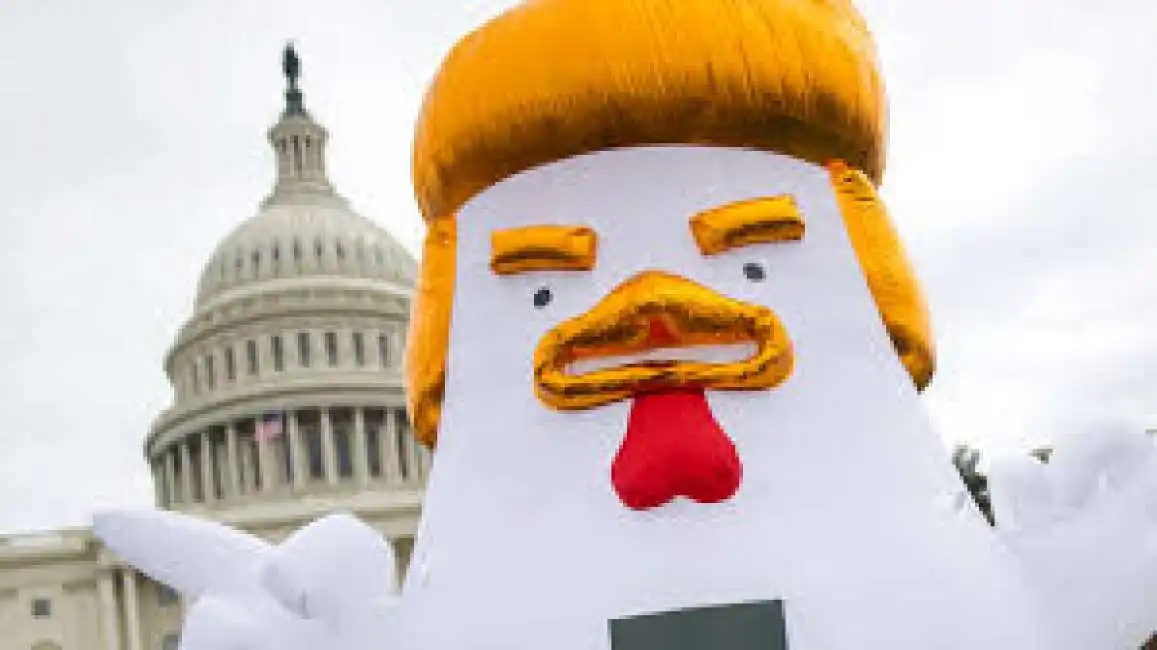 pollo trump 