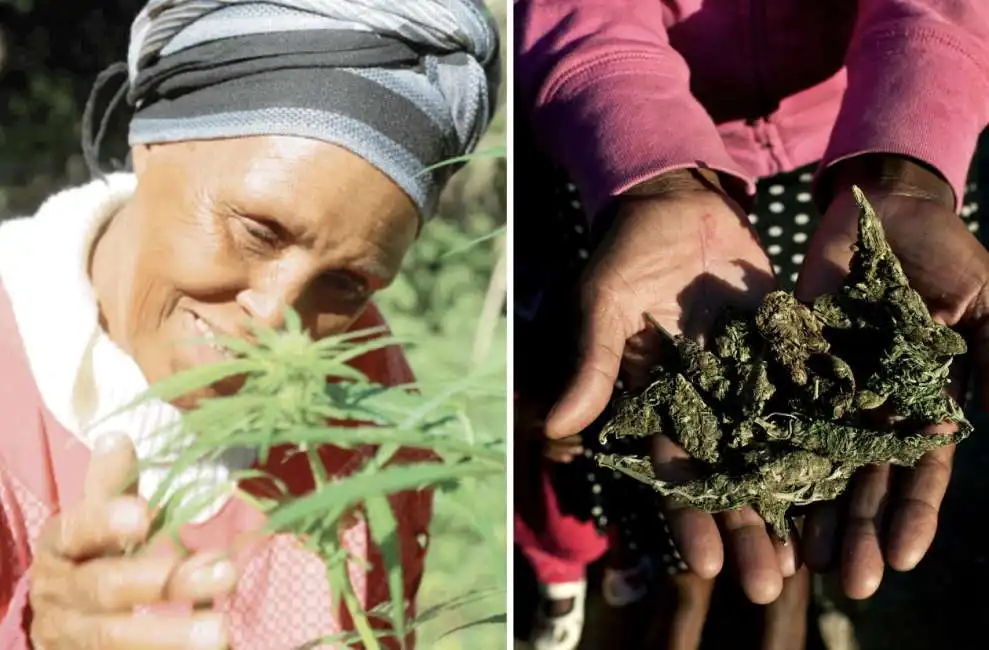 nonne cannabis africa