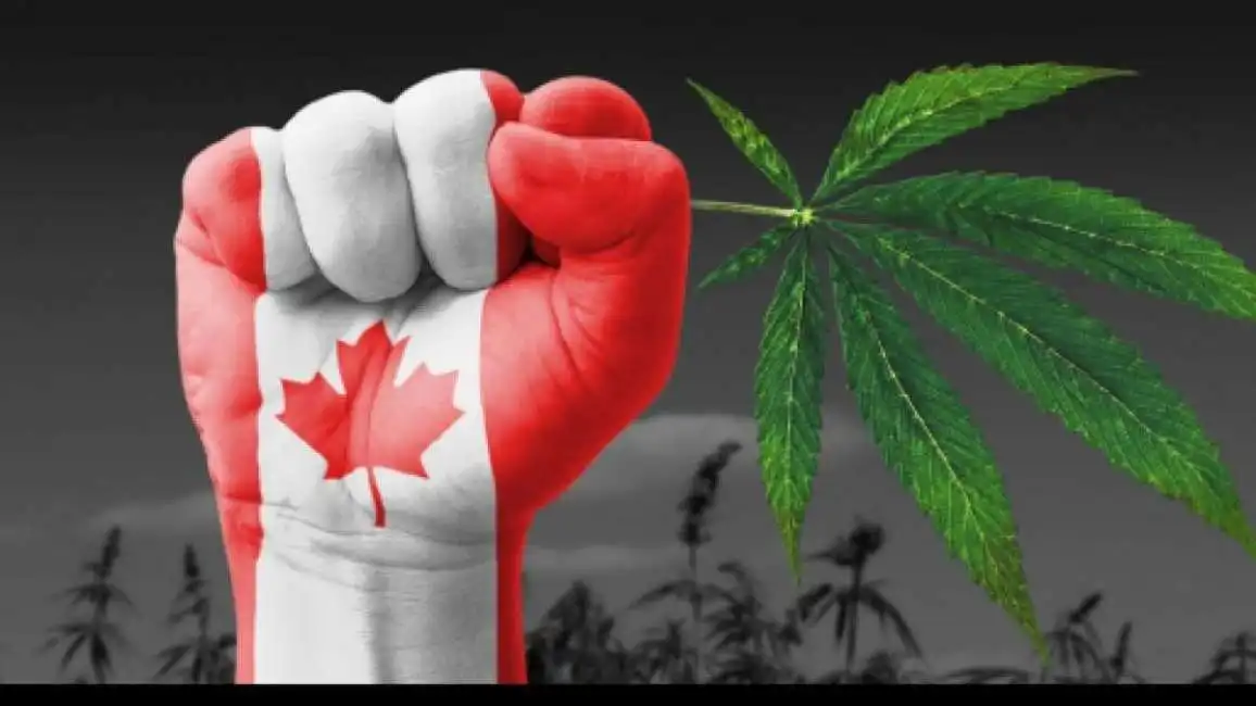 cannabis in canada-8