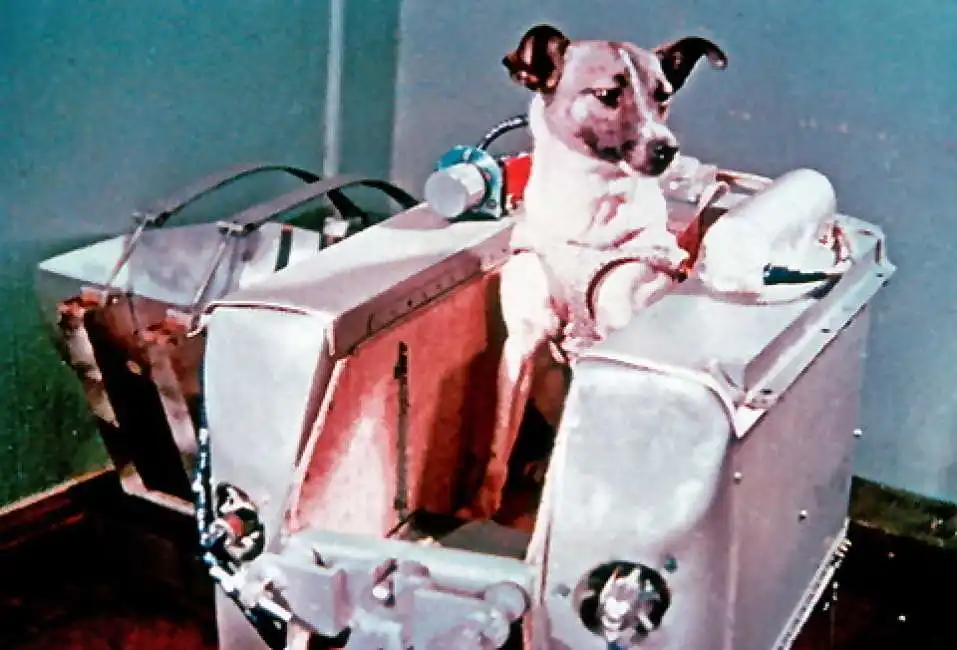 laika space dogs