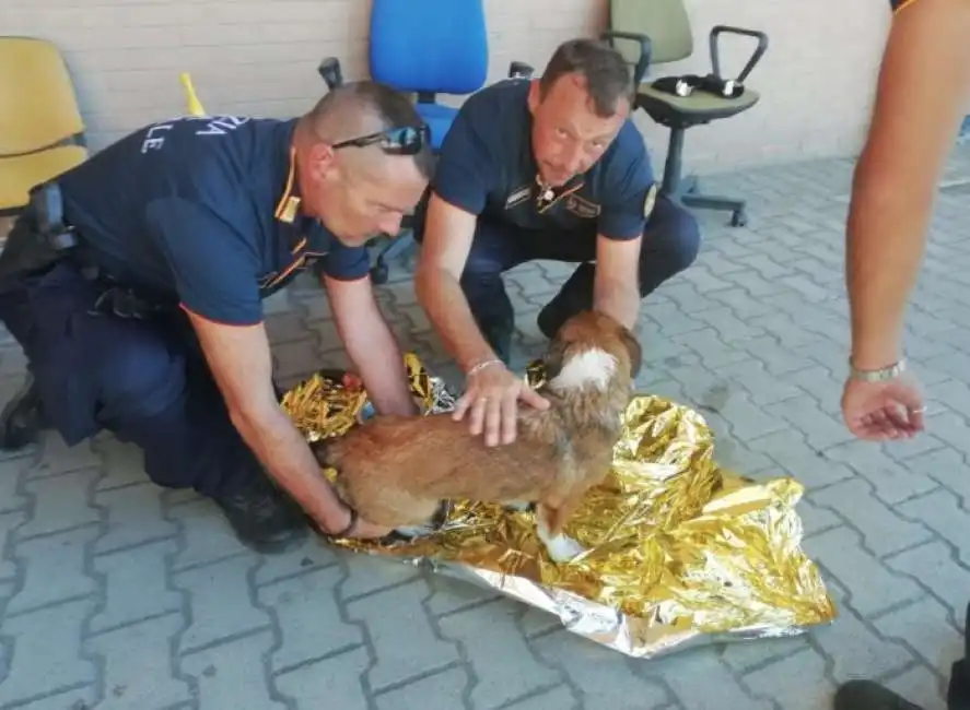 tenta il suicidio con cucciolo di cane svenuto-4