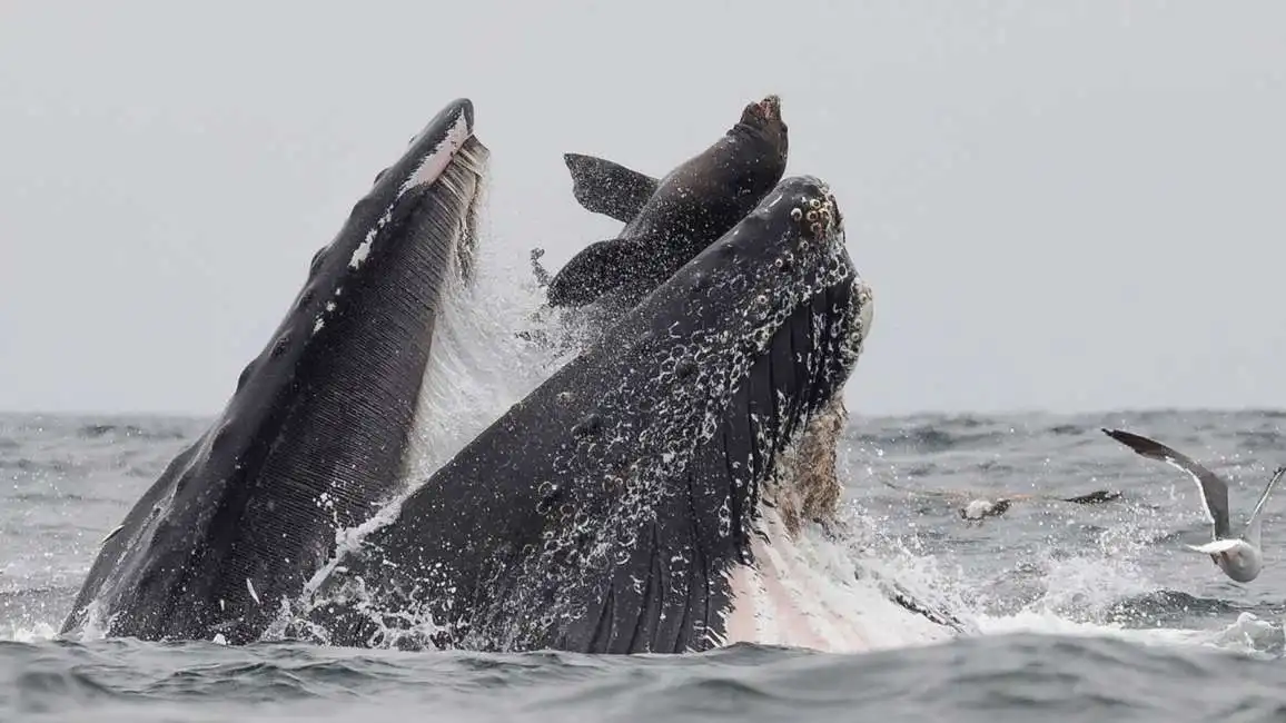 una balena inghotte il leone marino