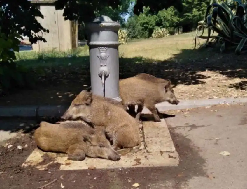 cinghiali si rinfrescano sotto un nasone roma