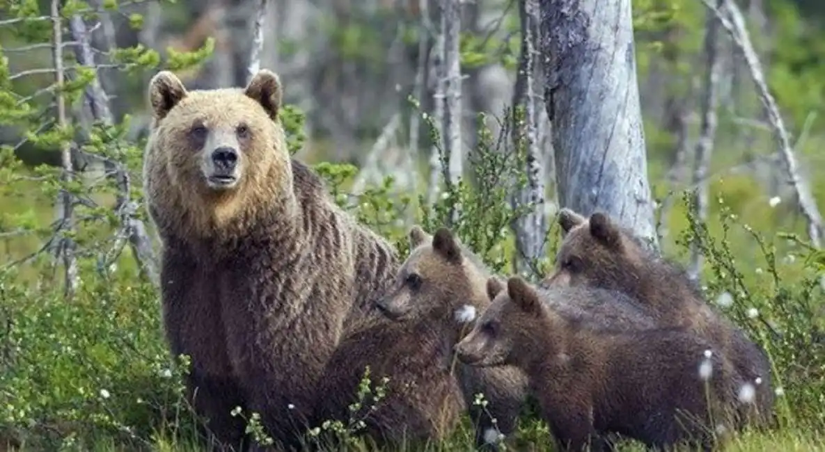 orsa con i cuccioli-1