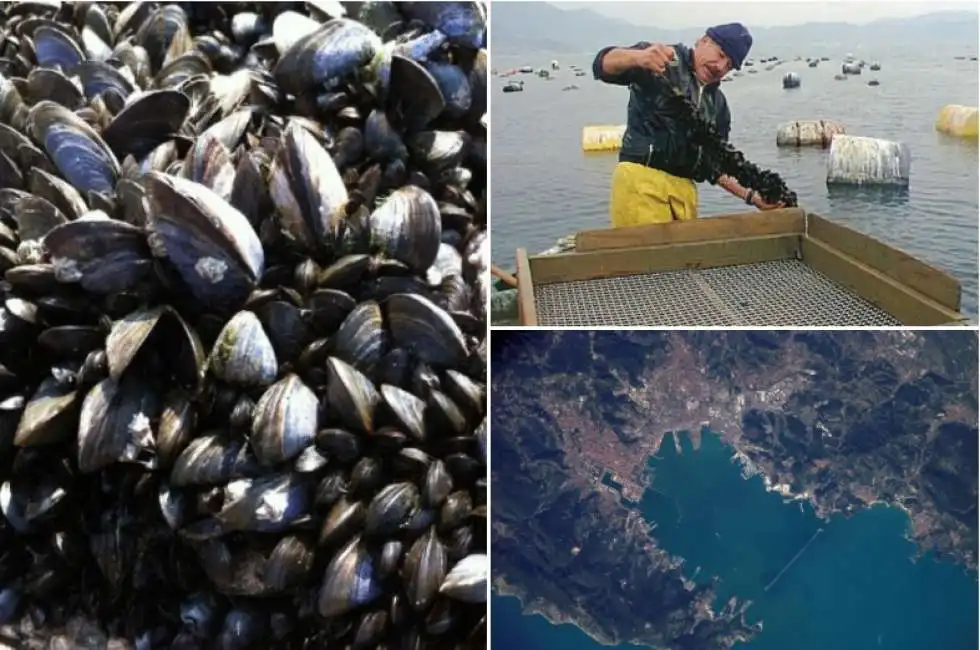 cozze la spezia