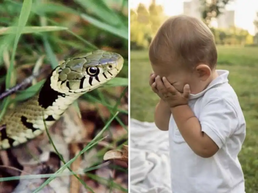 bambino abbandonato biscia