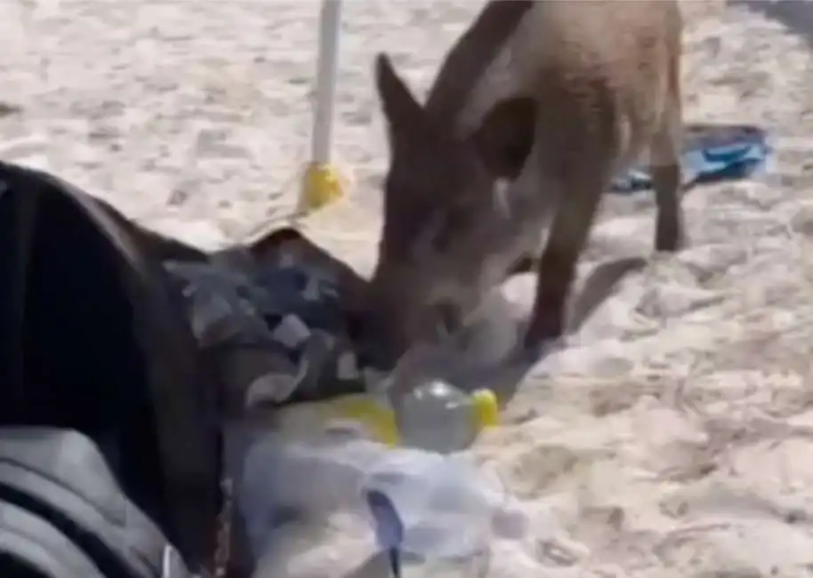 cinghiale in spiaggia in sardegna - 1