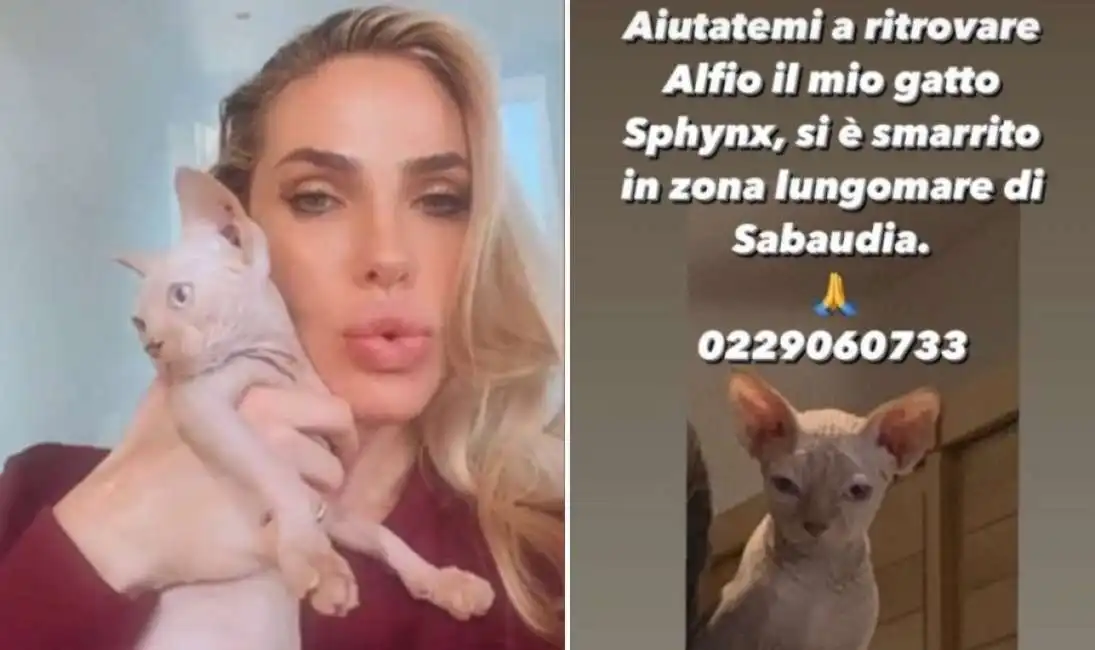 ilary blasi gatto alfio sphynks