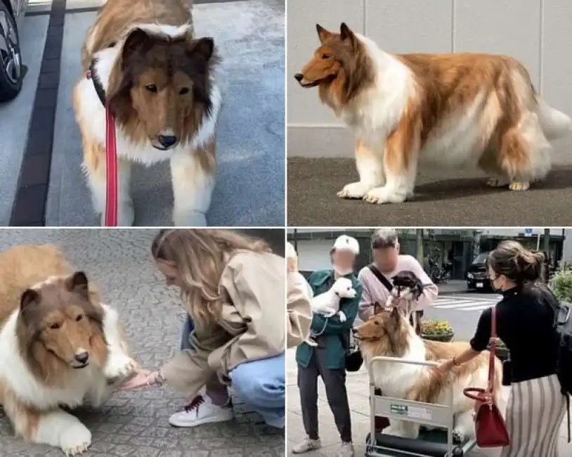 giappone - uomo spende 13mila euro per diventare un cane 