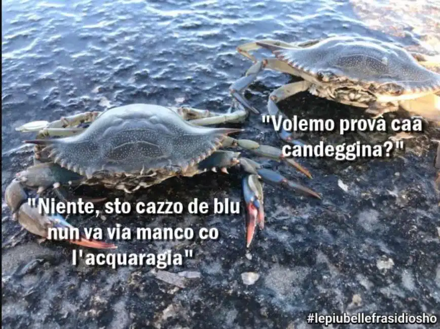 granchio blu - frasi di osho