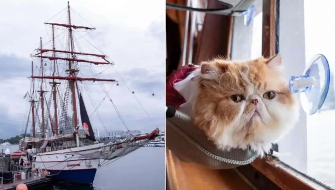 la crociera per gatti talls ship adventures 2