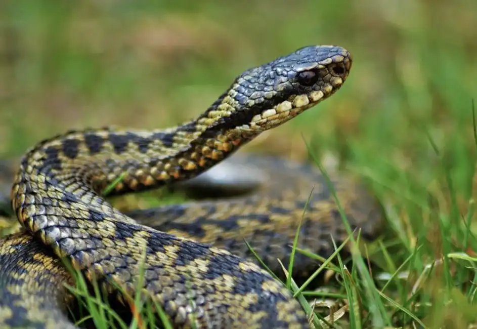 serpente serpenti vipere vipera