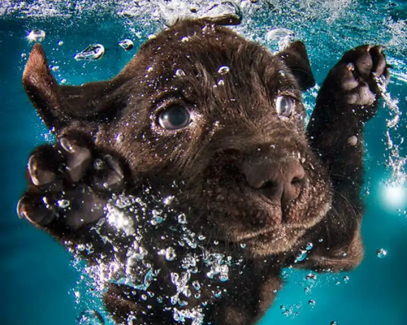 cuccioli sotto acqua