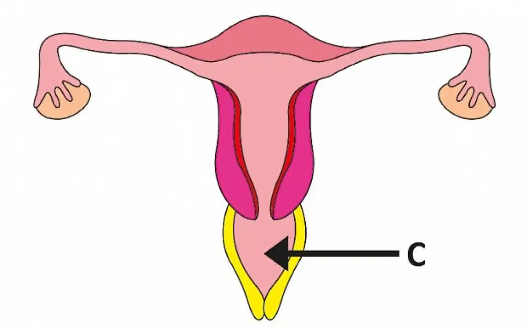 organo femminile in libro di anatomia