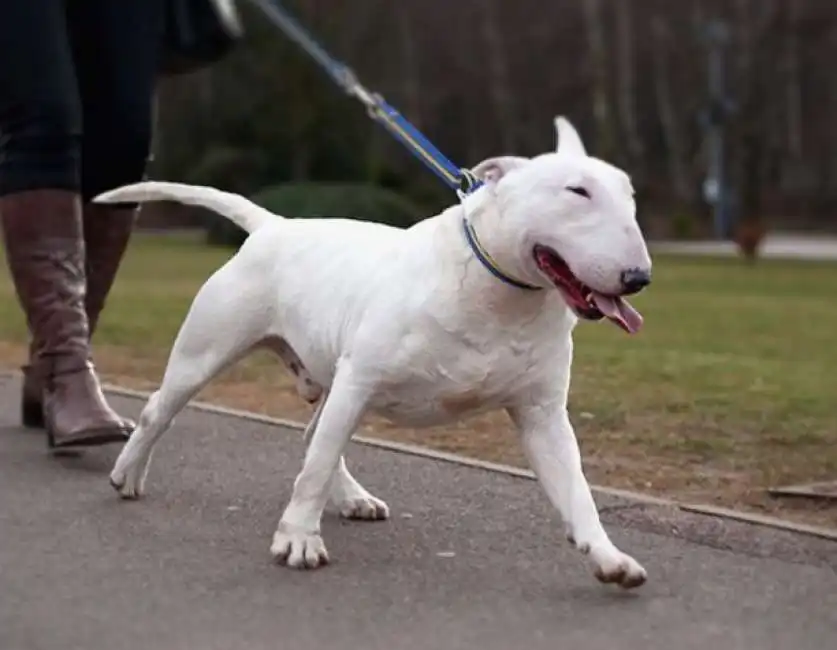 bull terrier