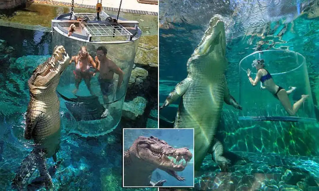 nuoto con il coccodrillo in australia