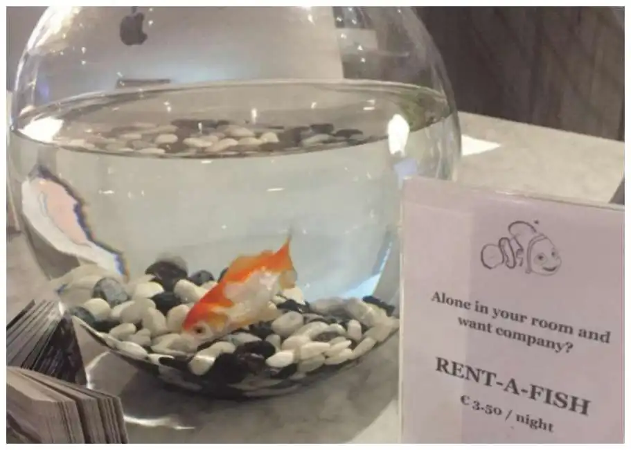 rent a fish