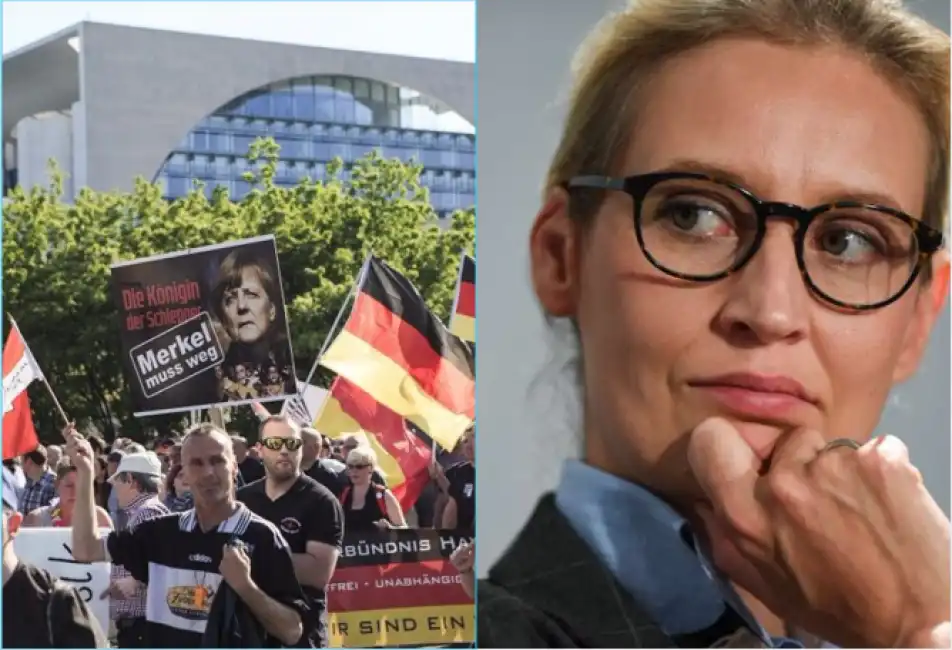 weidel afd