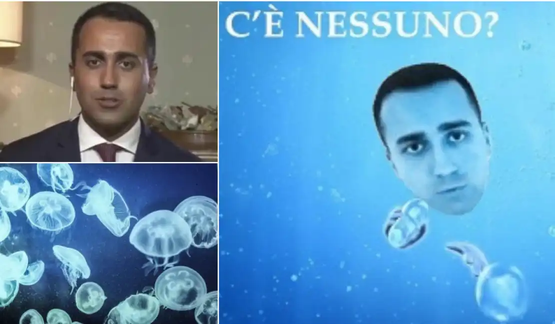 di maio meduse