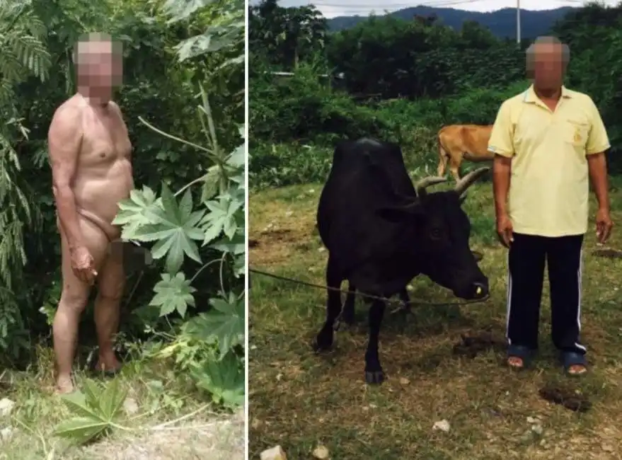 thailandia pensionato mucca