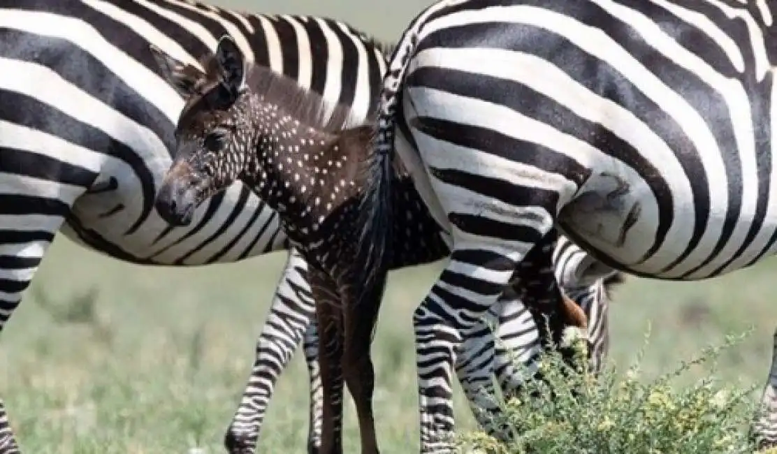 zebra a pois-2