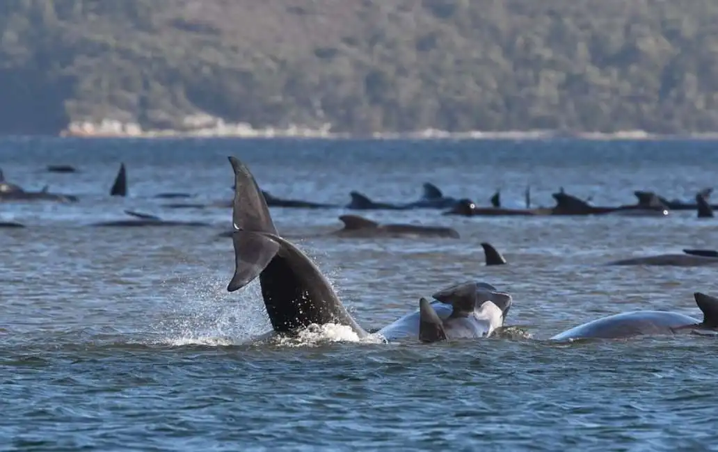 balene spiaggiate in tasmania-3