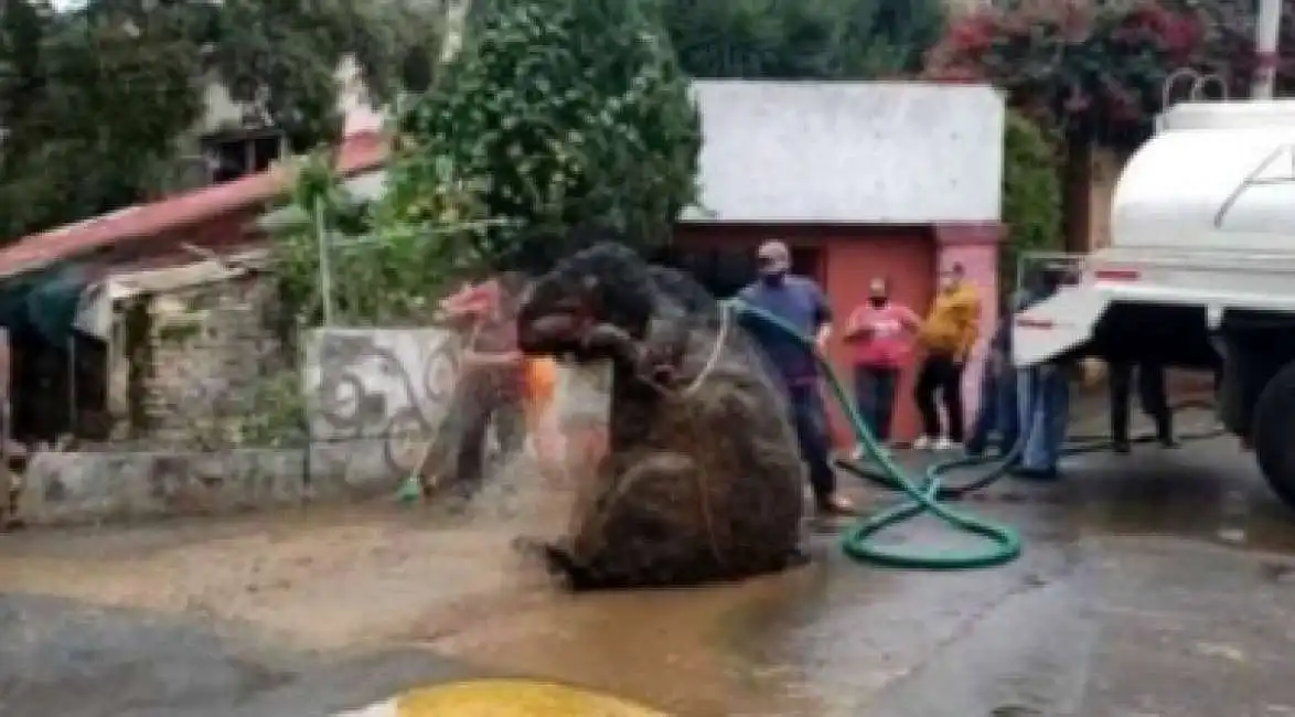 ratto gigante a citta' del messico 