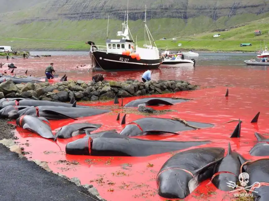 mattanza delfini isole faroe 4