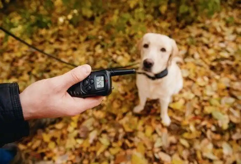 collare con scarica elettrica per cani