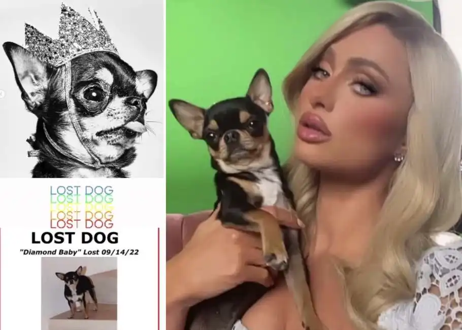 paris hilton cane