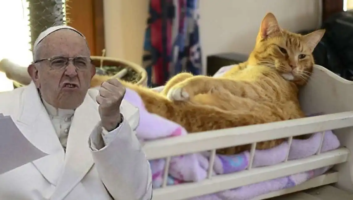 papa francesco bergoglio gatto gatti 