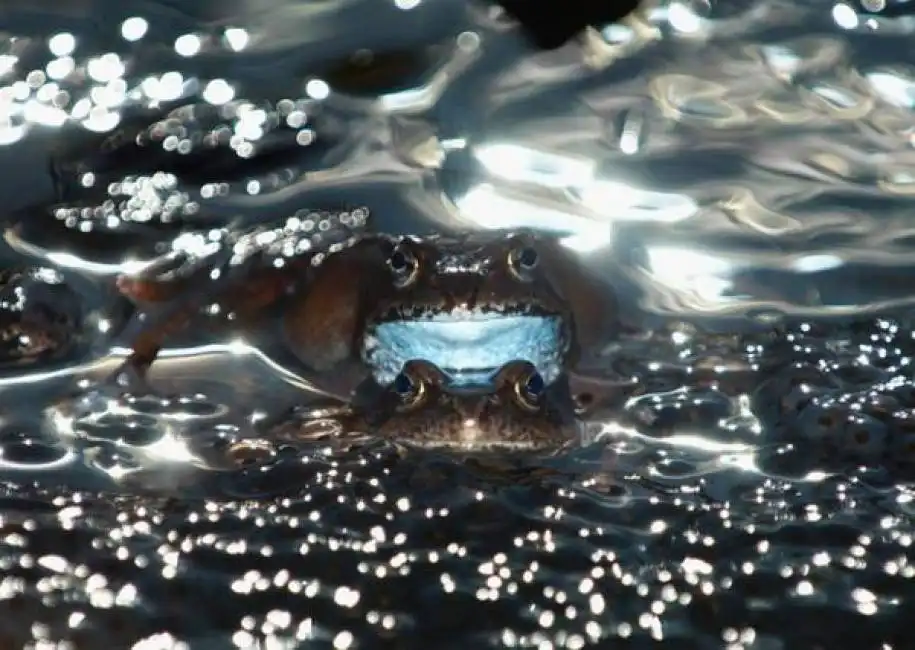 i migliori scatti di natura del 2014, due sono italiani 4