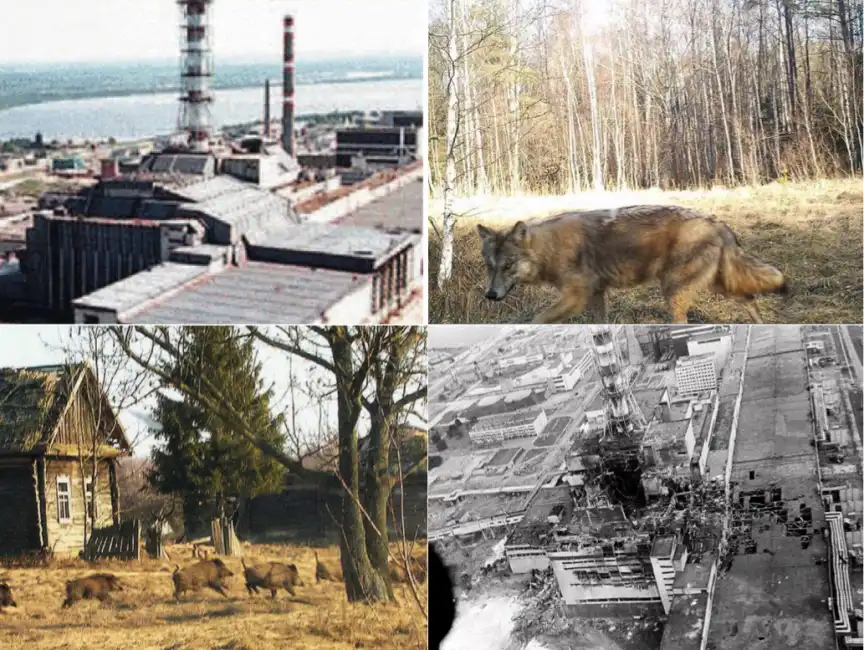 chernobyl animali