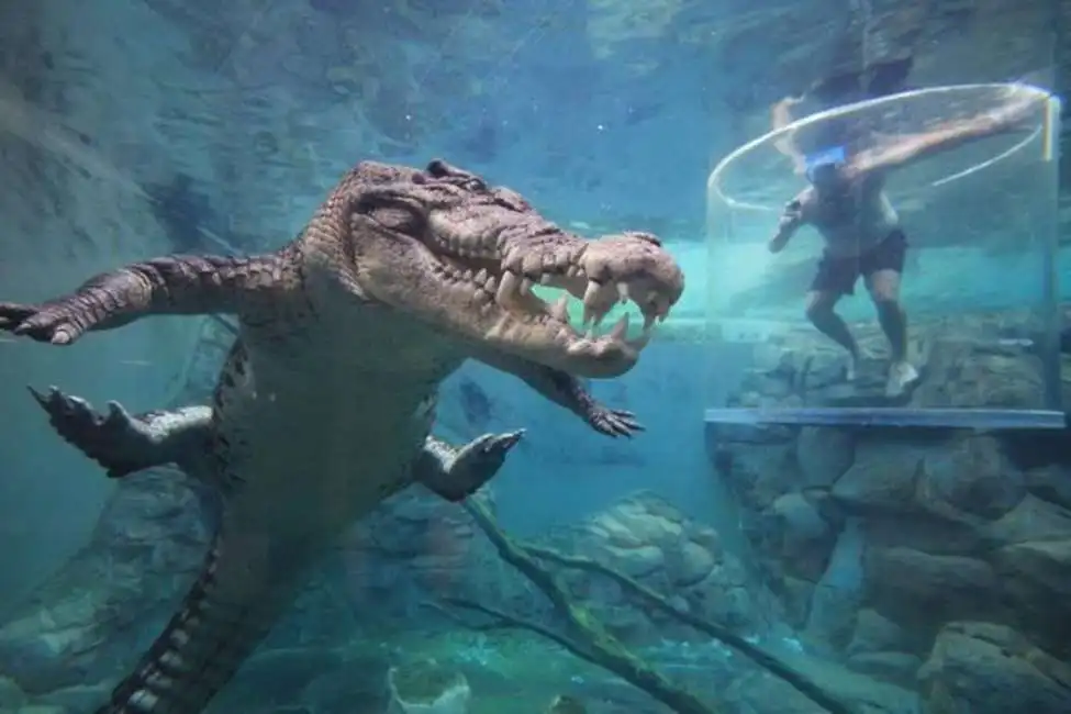 crocosaurus cove in australia coccodrillo