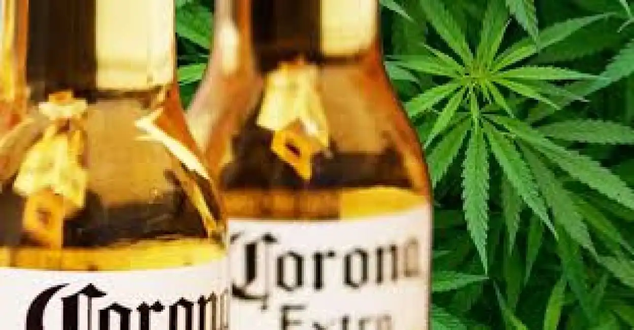 birra corona cannabis