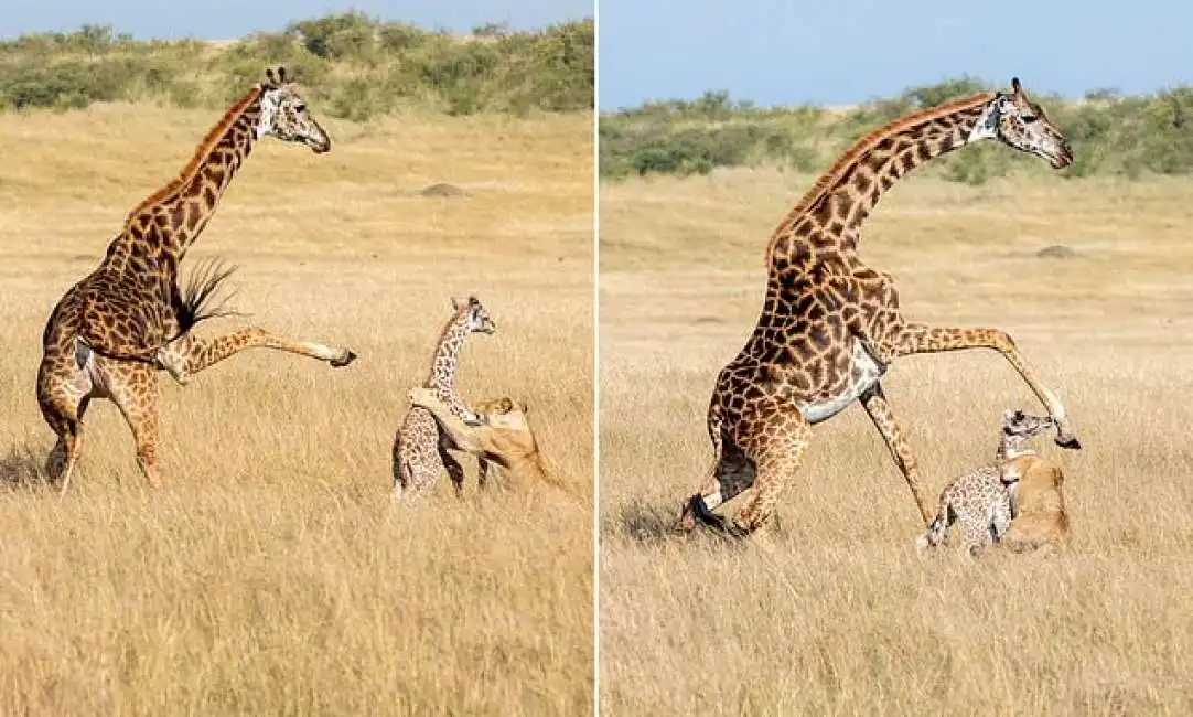 giraffa uccide accidentalmente il figlio con un calcio-10