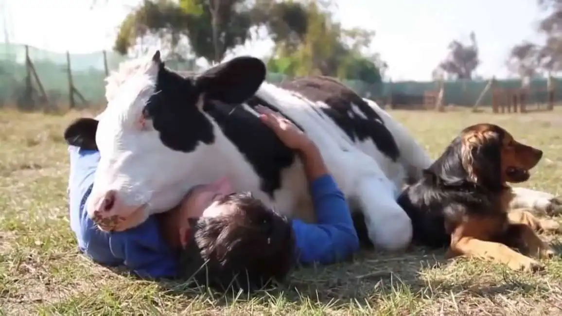 cow-hugging abbracciare le mucche-6