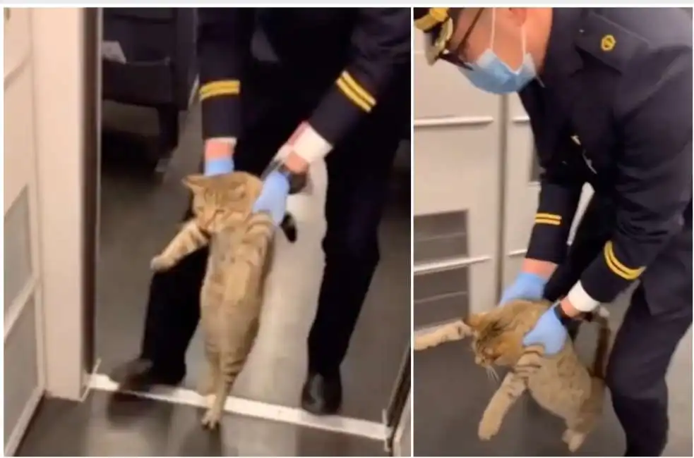 gatto scortato fuori dal treno in cina-6