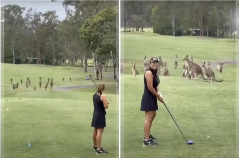 canguri invadono campo da golf