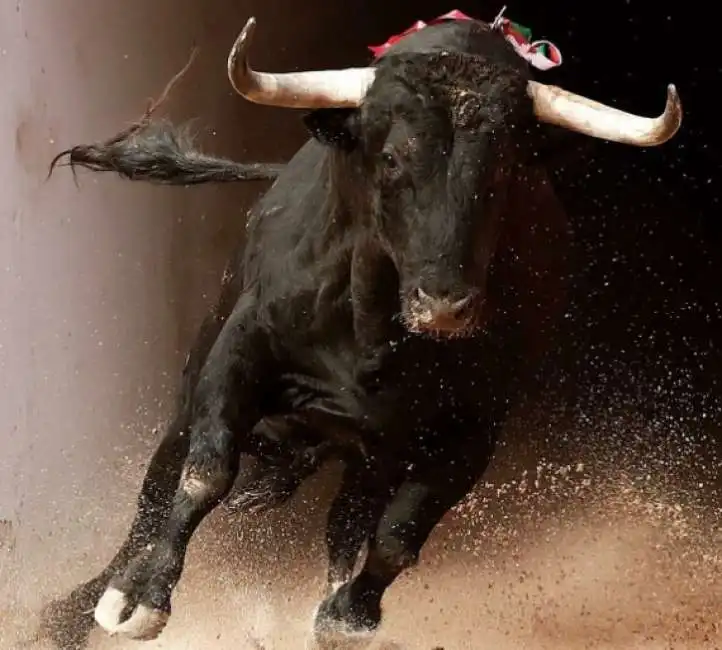 toro