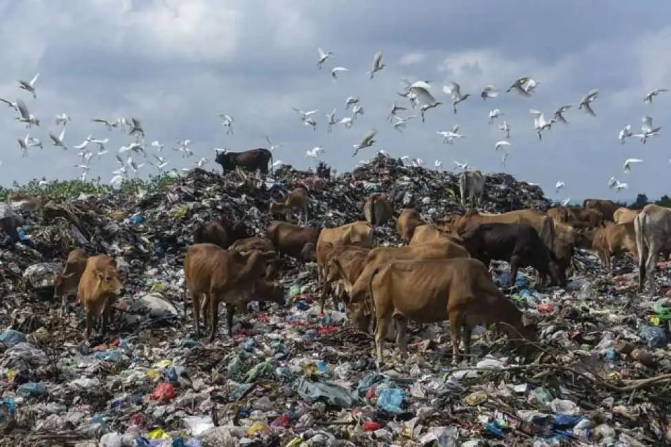 animali in mezzo all immondizia