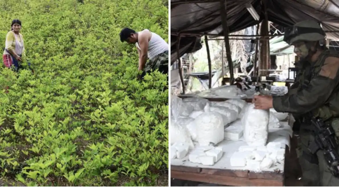 cocaina coca colombia